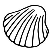 Hand drawn sea scallop in shell. Vector seashell in doodle style isolated on white background. Summer illustration of shellfish for web-design