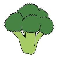 Cartoon branch of broccoli. Colorful vegetable. Vector illustration isolated on white background