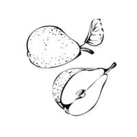 Vector illustration of a pear on a white isolated background. Shop sketch, banner, menu, and logo. Black and white outline.