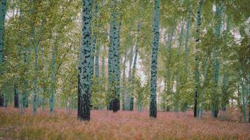 white birch trees in the forest in summer photo