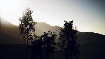 Carpatian mountains fog and mist at the pine forest photo
