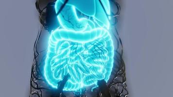 cuerpo humano transparente con sistema digestivo visible foto