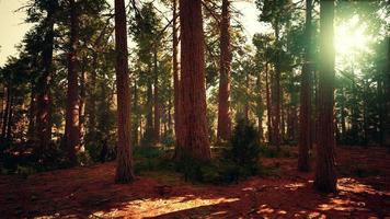 giant sequoias in the giant forest grove in the Sequoia National Park photo