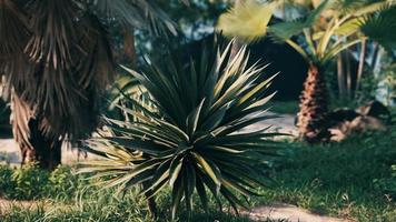 palmeras y plantas tropicales en un día soleado foto