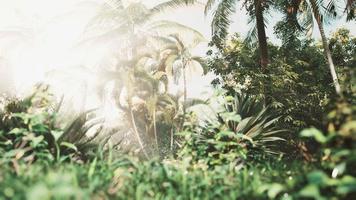 tropical garden with palm trees in sun rays photo