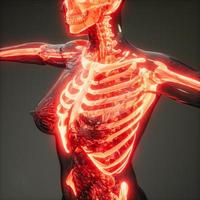 Transparent Human Body with Visible Bones photo