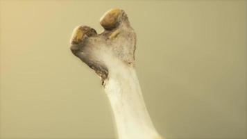 el hueso de la pierna de un animal grande foto