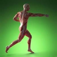 Human Muscle Anatomy photo