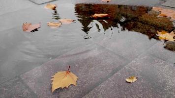 Regentropfen fallen im Herbst in eine Pfütze aus gefallenen Blättern, Herbstblätter auf der Straße nach dem Regen. Regenstadt, Wasserspiegelung auf der Straße. video