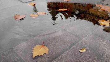 Autumn Rain Stock Video Footage for Free Download Autumn Rain Stock Video Footage for Free Download
