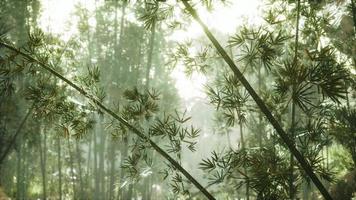 green bamboo forest in fog photo