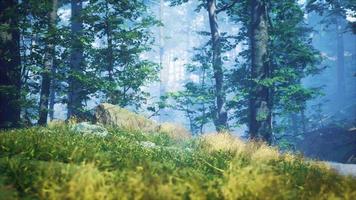 hierba verde en el bosque en la soleada mañana de verano foto