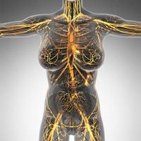 science anatomy of human body in x-ray with glow blood vessels photo