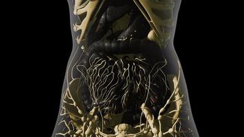 detailed human digestive system anatomy photo