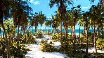 isla desierta con palmeras en la playa foto