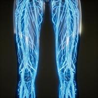 Blood Vessels of Human Body photo