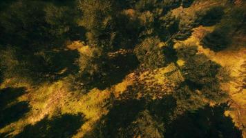 tropical forest in morning view of highland Malaysia photo