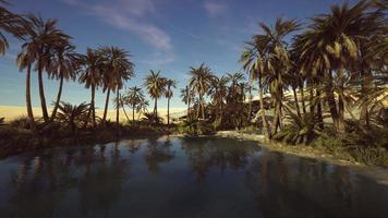 Palm trees flourish around a pool of water at a park in Palm Desert photo