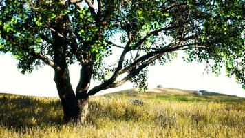 Old linden tree on autumn hill meadowy photo