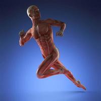 anatomía del músculo humano foto