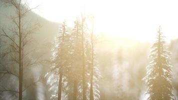 dramatic winter sunrise in the mountains photo