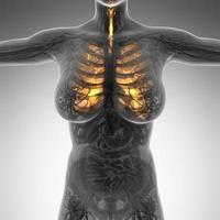 science anatomy of woman body with glow lungs photo