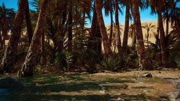 palm trees in the Sahara desert photo