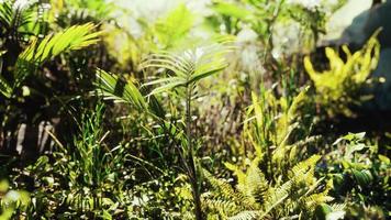8k close up tropical nature green leafs and grass photo