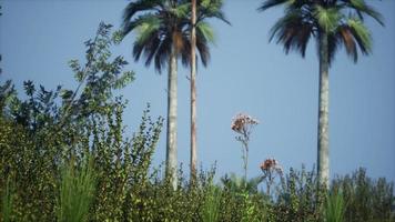 palmeras tropicales y hierba en un día soleado foto