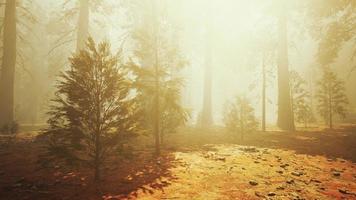 Loop Giant Sequoia Trees at summertime in Sequoia National Park, California photo