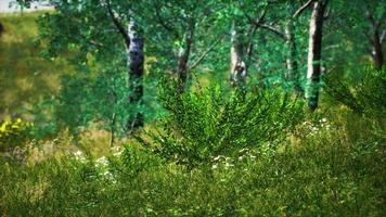 campo de hierba y árboles del bosque foto