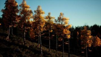 paisaje otoñal de montaña con bosque amarillo foto