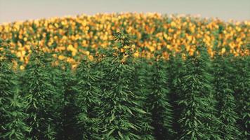 green canabis on marihuana field farm photo