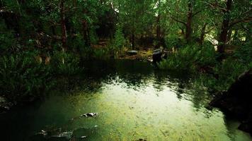 paisaje forestal de verano con árboles verdes de hoja caduca en la orilla del pequeño estanque foto