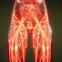 Blood Vessels of Human Body photo