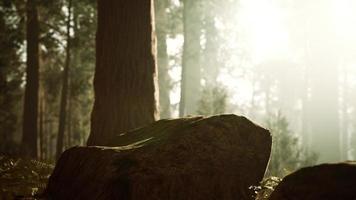 tall forest of sequoias in Yosemite National Park photo