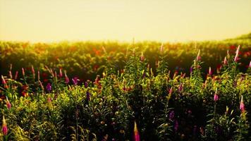 Spring meadow with flowers on sunset photo