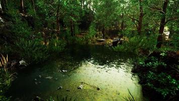 deciduous forest is reflected in the small lake photo