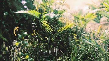 close-up of a plants in tropical jungle photo