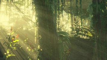 green tropical forest with ray of light