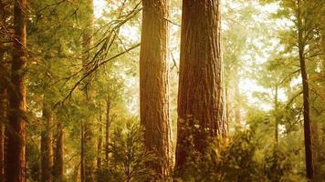 giant sequoias in redwood forest photo