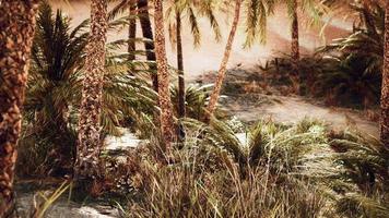 palm trees in the desert with sand dunes photo