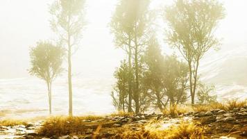 big pine trees growing from rocky outcropping in the mountains photo