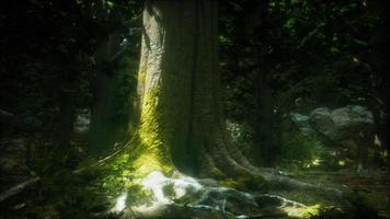 bosque de paisaje salvaje con árboles y musgo en las rocas foto