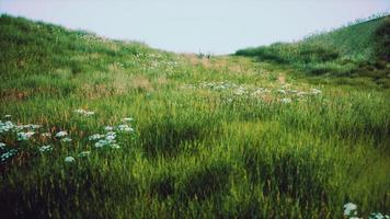 green hills with fresh grass and wild flowers in the beginning of summer photo