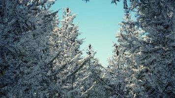 frosty winter landscape in snowy forest photo