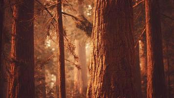 giant sequoias in redwood forest photo