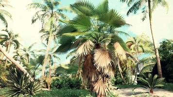 tropical palms and plants at sunny day photo