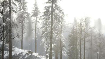 Misty fog in pine forest on mountain slopes photo