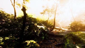 hyperlapse of tropic rainforest jungle with fog and sun rays photo